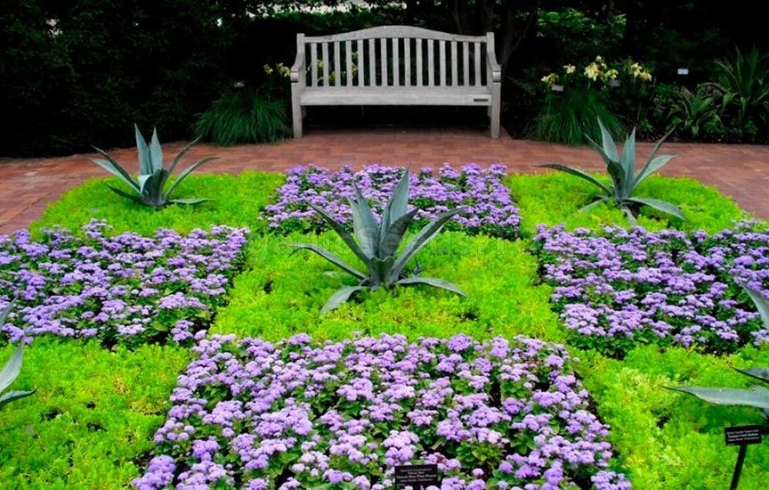 Ageratum in your flower garden