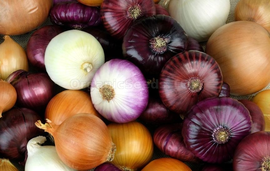 3 Ways to Plant Onions