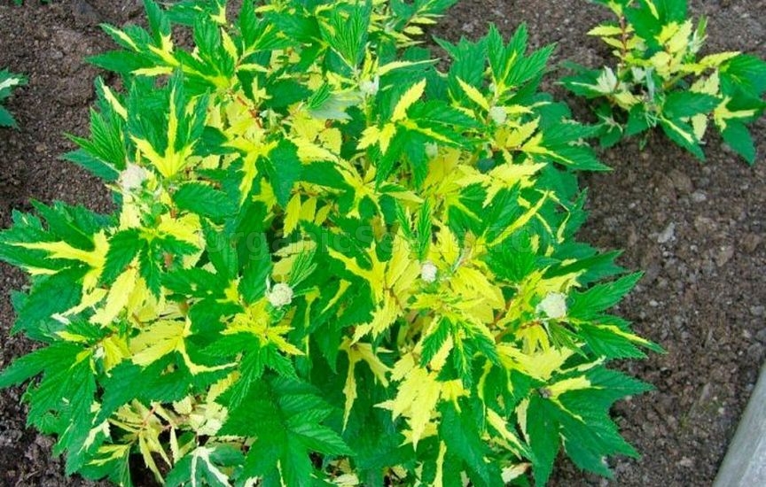 Meadowsweet: planting and care