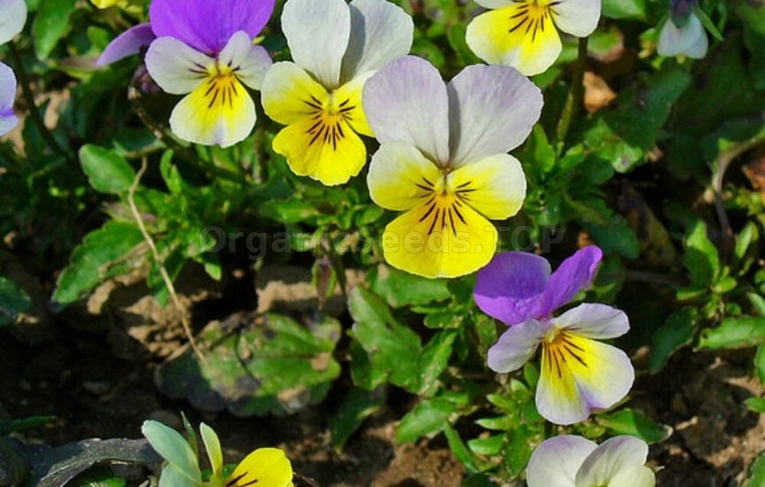 Viola cultivation