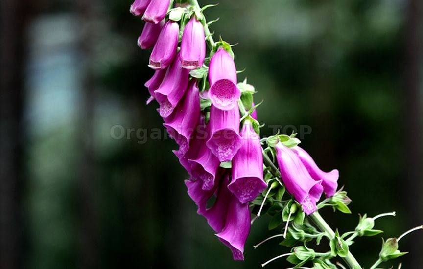 Foxgloves - How to grow and care