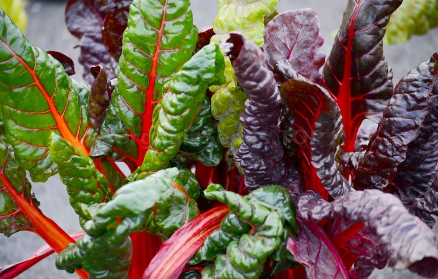 How to Grow Swiss Chard