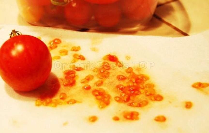 How to collect tomato seeds for planting yourself