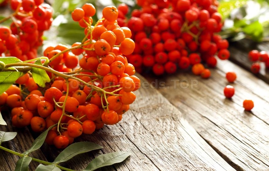 Benefits of Rowan Berries