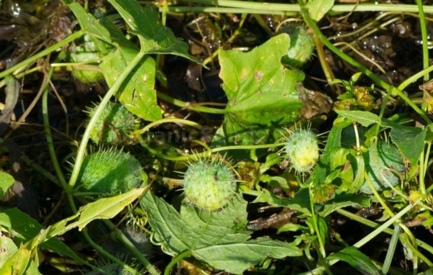 Echinocystis - cultivation