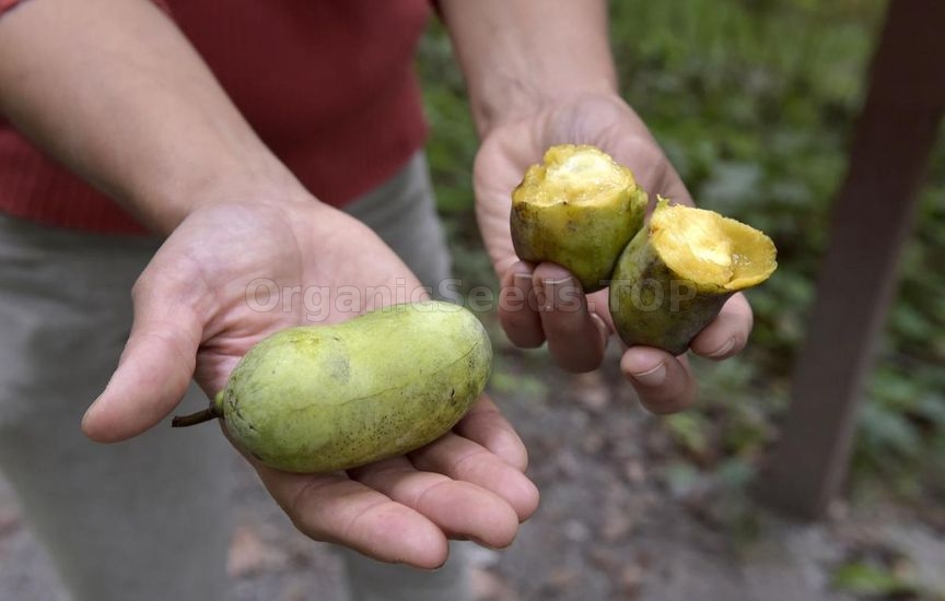 Pawpaw