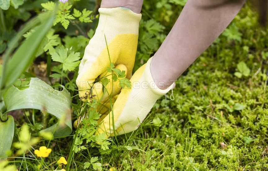 Control weeds with plants
