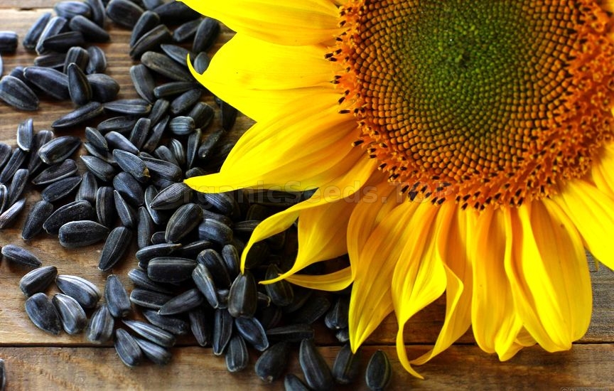 Benefits of Sunflower Seeds