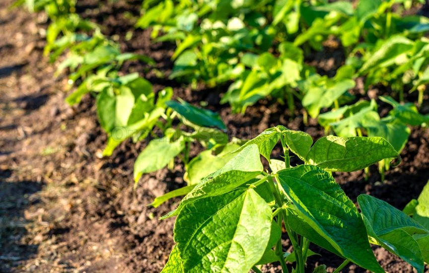 Tips For Growing Beans