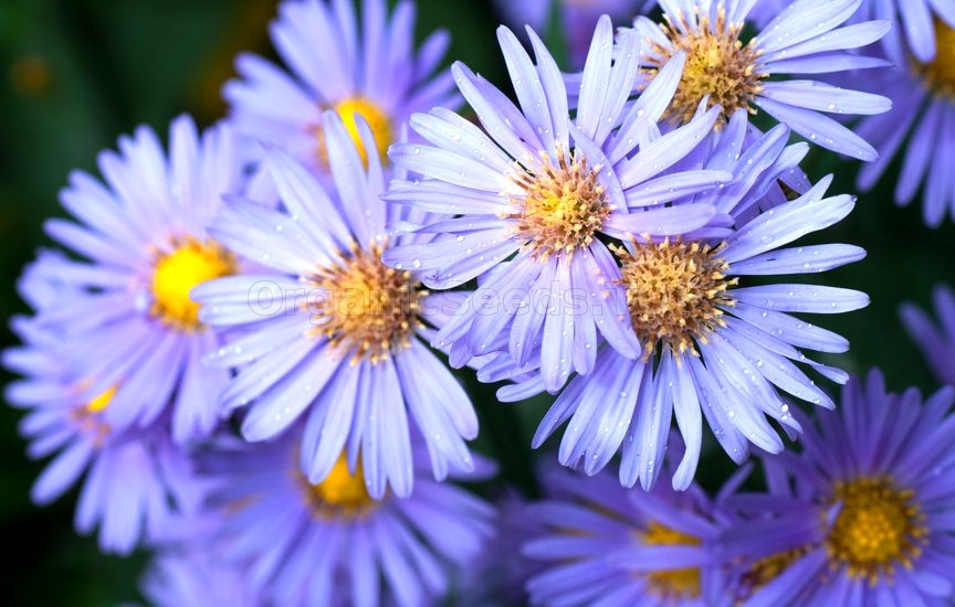 Aster Plant Care - How to Grow