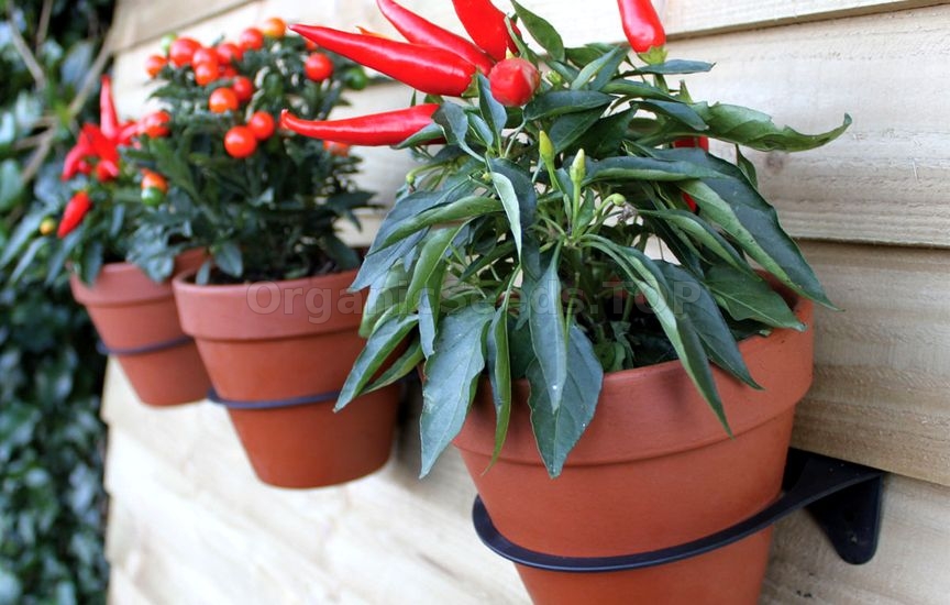 How to Grow Chilli Peppers in Pots