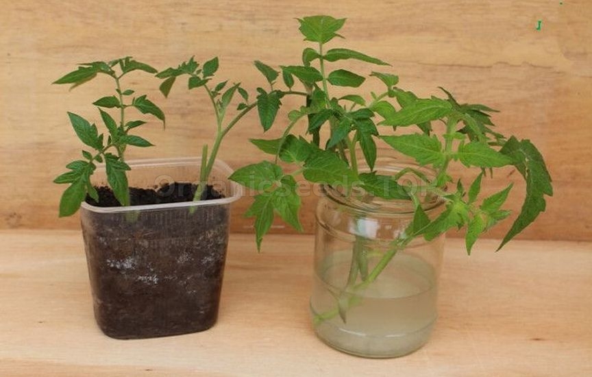 Growing potted tomatoes year-round – a real strategy