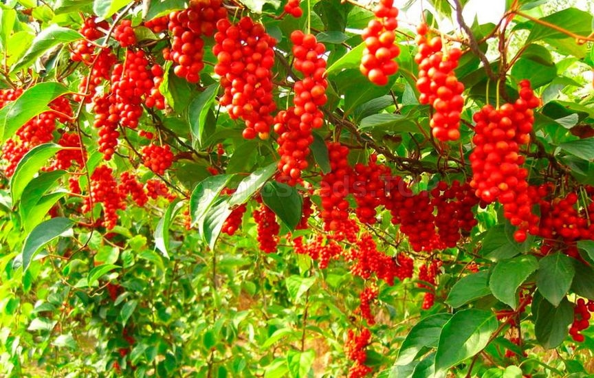 Schisandra Chinensis Capsules Schisandra Chinensis Capsules