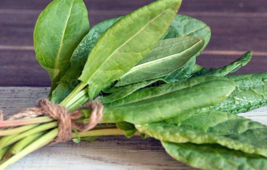 Sorrel: what are its benefits and is it worth growing