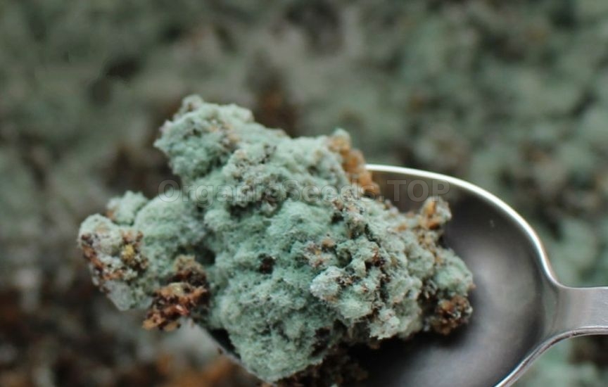 Biological preparations for the garden in autumn