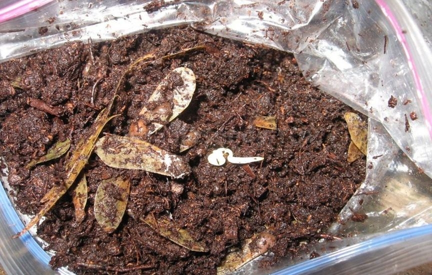 Scarification, impaction and stratification of seeds
