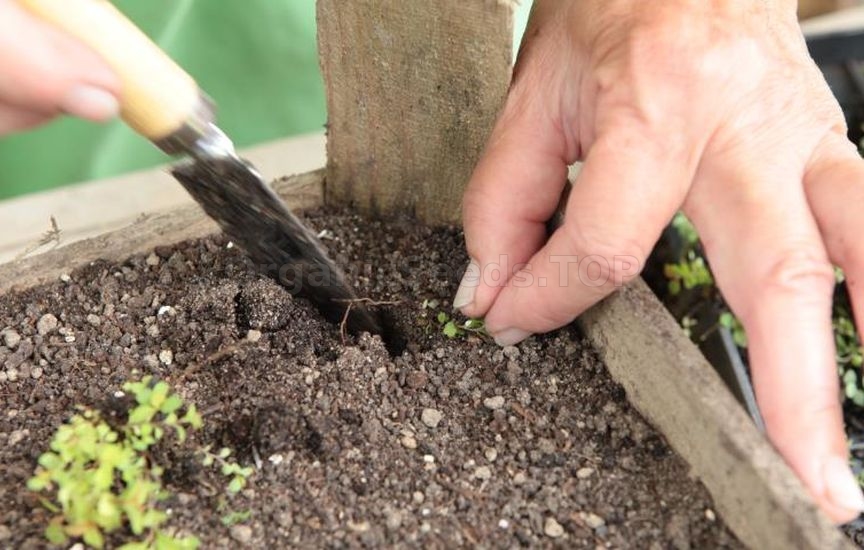 Propagation of spirea by seeds