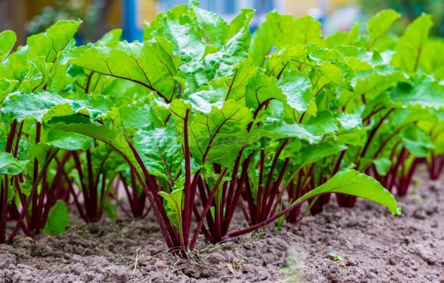 What to sow and plant in June to harvest before autumn What to sow and plant in June to harvest before autumn