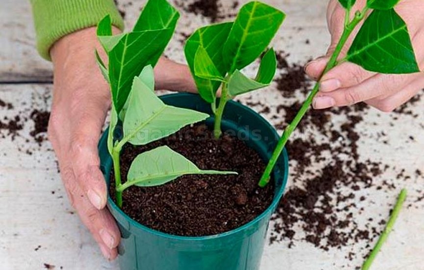 Cherry laurel - methods of reproduction and care