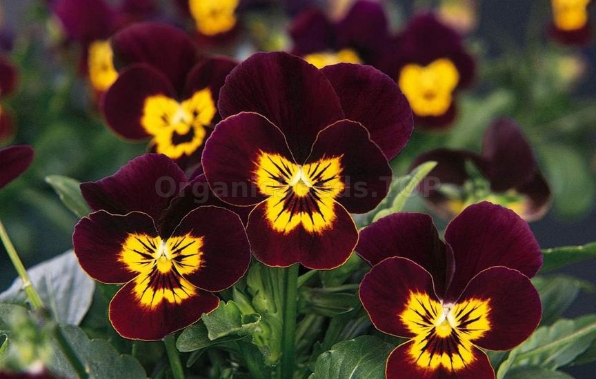 Charming violas