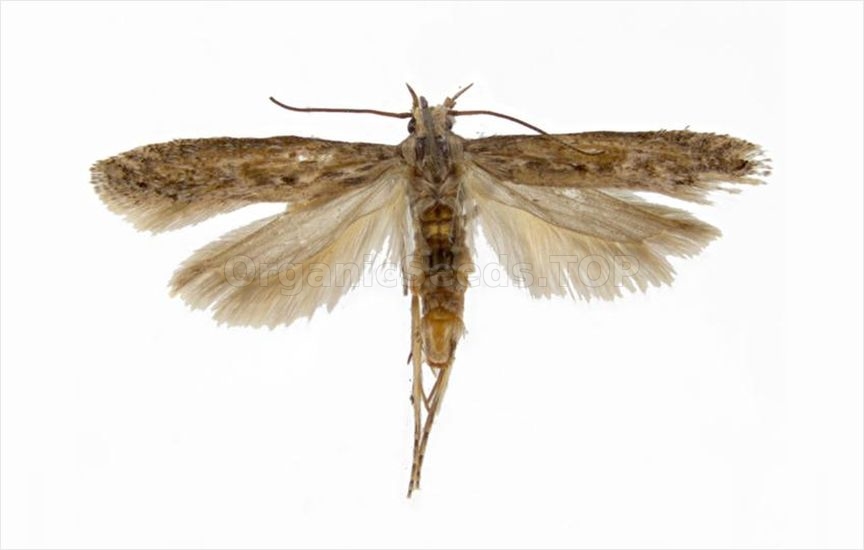 Potato tuber moth - «Phthorimaea operculella»