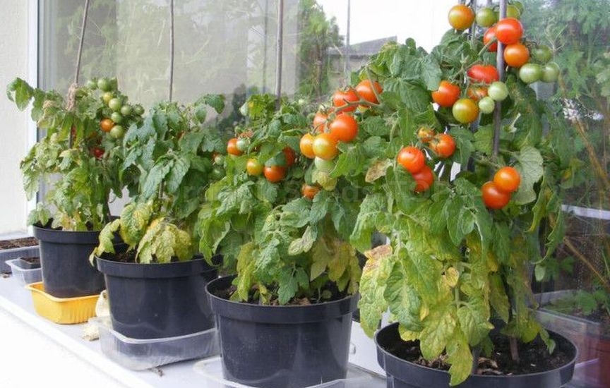 Growing potted tomatoes year-round – a real strategy
