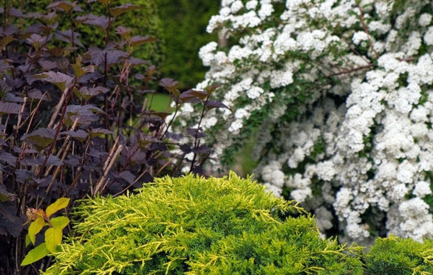 Juniper planting ideas: 9 stylish combinations Juniper planting ideas: 9 stylish combinations