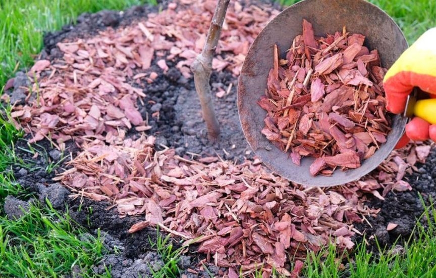 How to protect young seedlings in the first winter How to protect young seedlings in the first winter