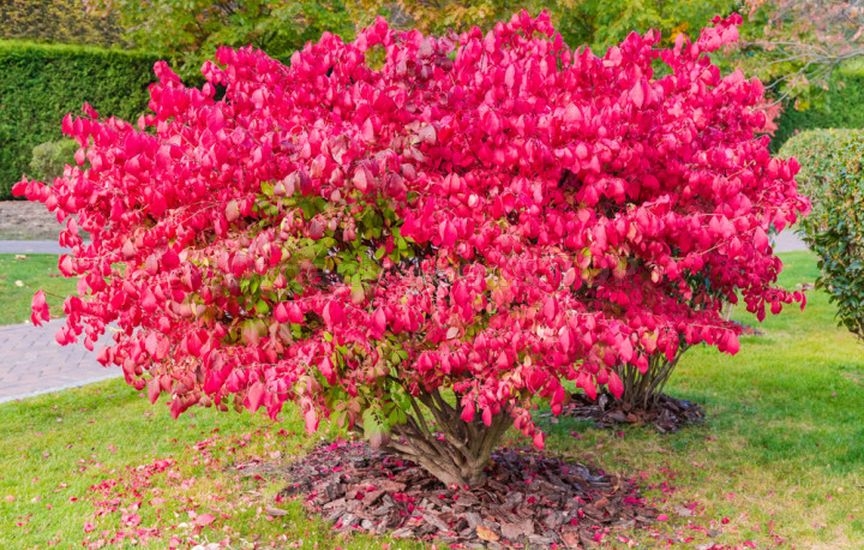 «Kings of Autumn»: 10 Shrubs That Shine at Season’s End