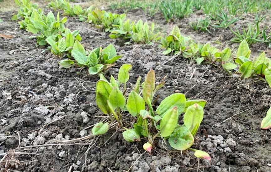 Spicy herbs and greens that can be sown before winter Spicy herbs and greens that can be sown before winter
