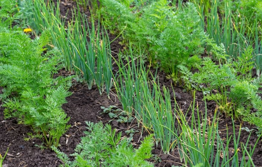 Companion Planting for Protection and Yield