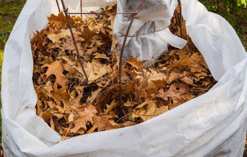 How to protect young seedlings in the first winter How to protect young seedlings in the first winter