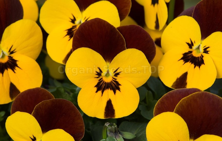 Charming violas