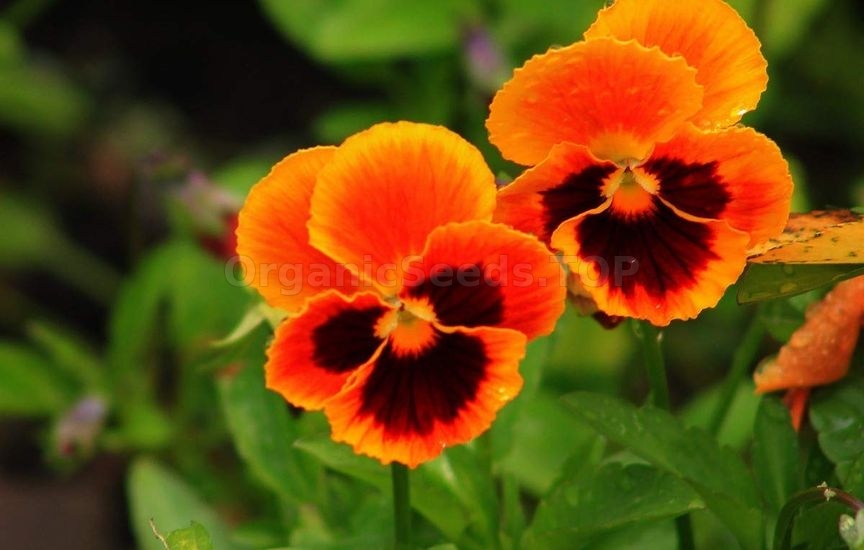 Charming violas