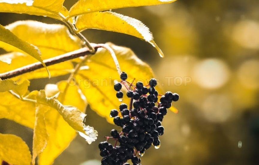 «Kings of Autumn»: 10 Shrubs That Shine at Season’s End