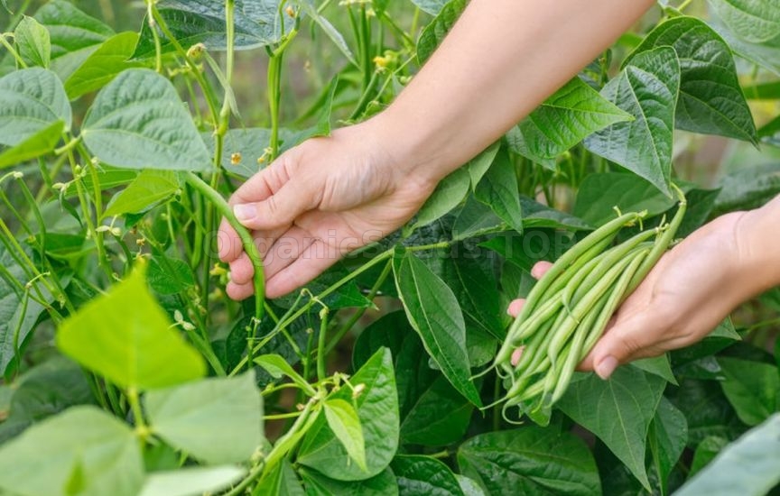 What to sow and plant in June to harvest before autumn What to sow and plant in June to harvest before autumn