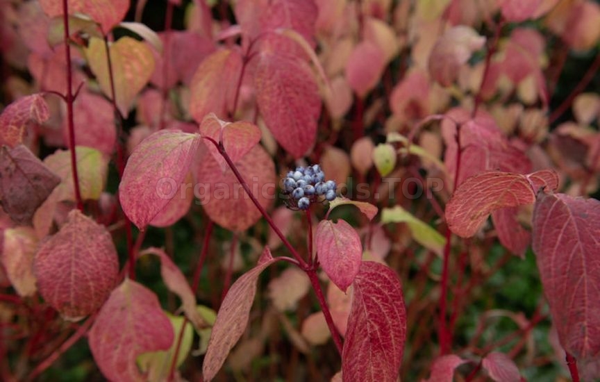 «Kings of Autumn»: 10 Shrubs That Shine at Season’s End