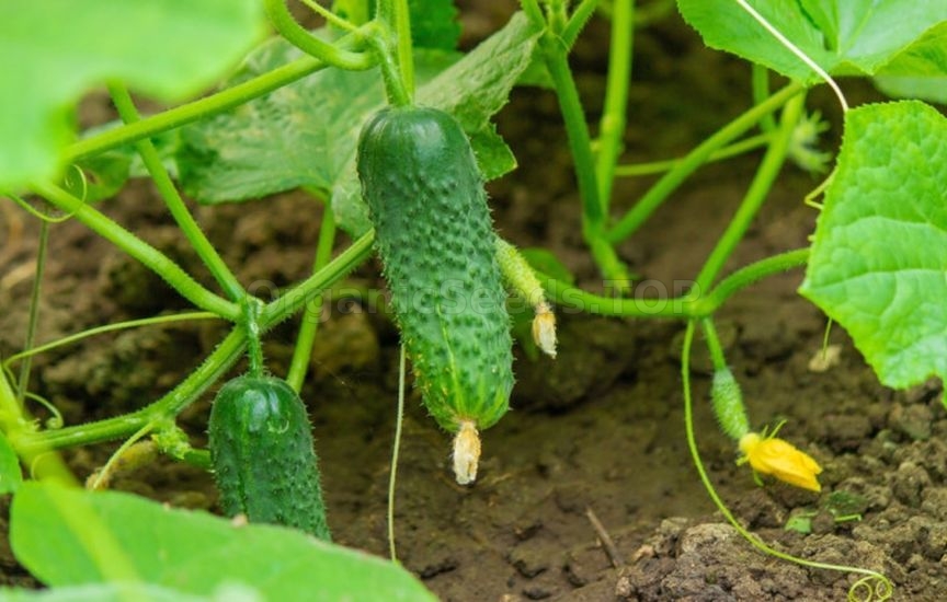 What to sow and plant in June to harvest before autumn What to sow and plant in June to harvest before autumn