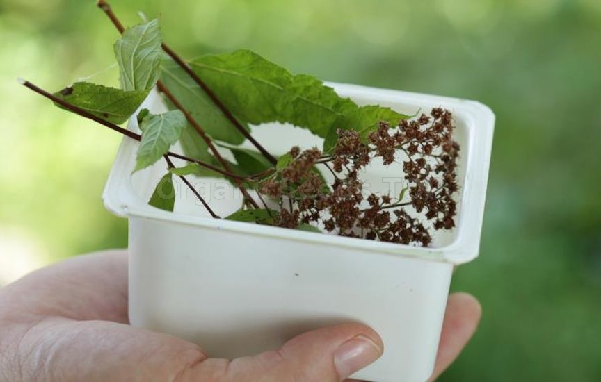 Propagation of spirea by seeds