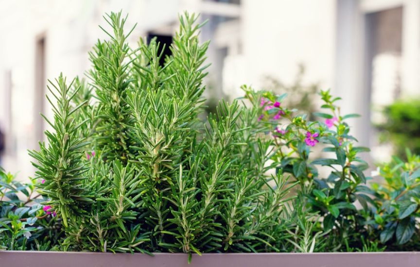 Mini herb garden near the house