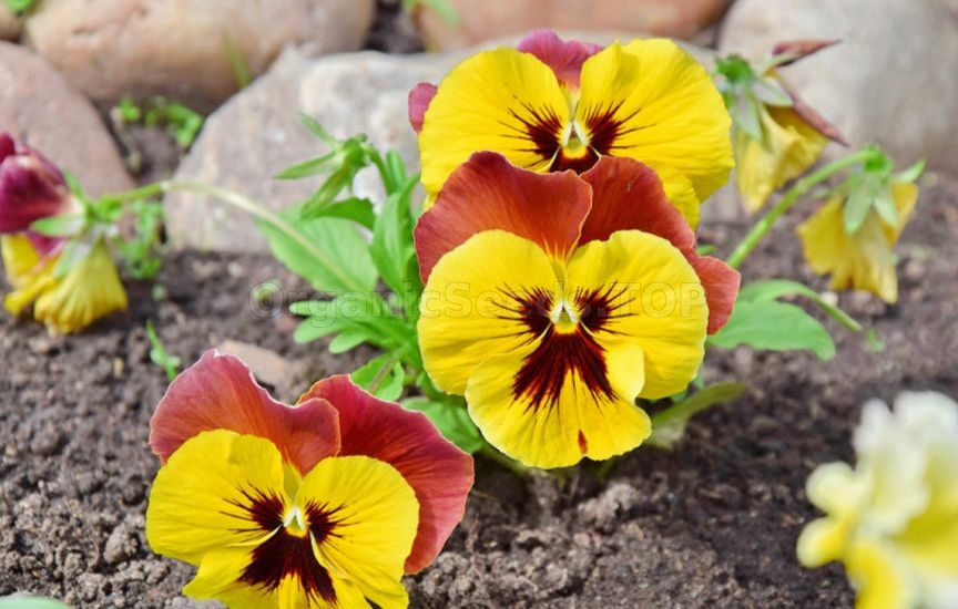 Charming violas