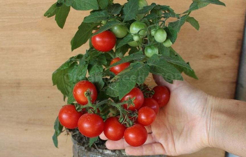 Growing potted tomatoes year-round – a real strategy