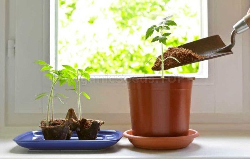 Growing potted tomatoes year-round – a real strategy