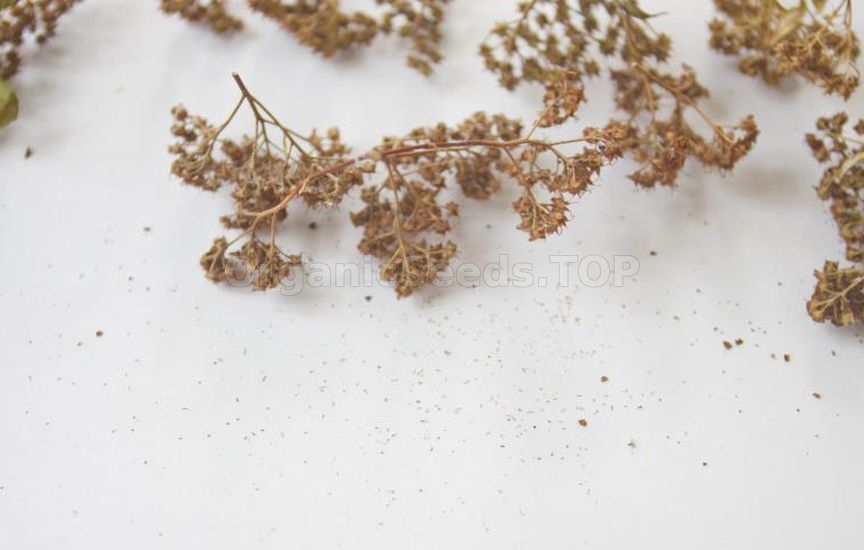 Propagation of spirea by seeds