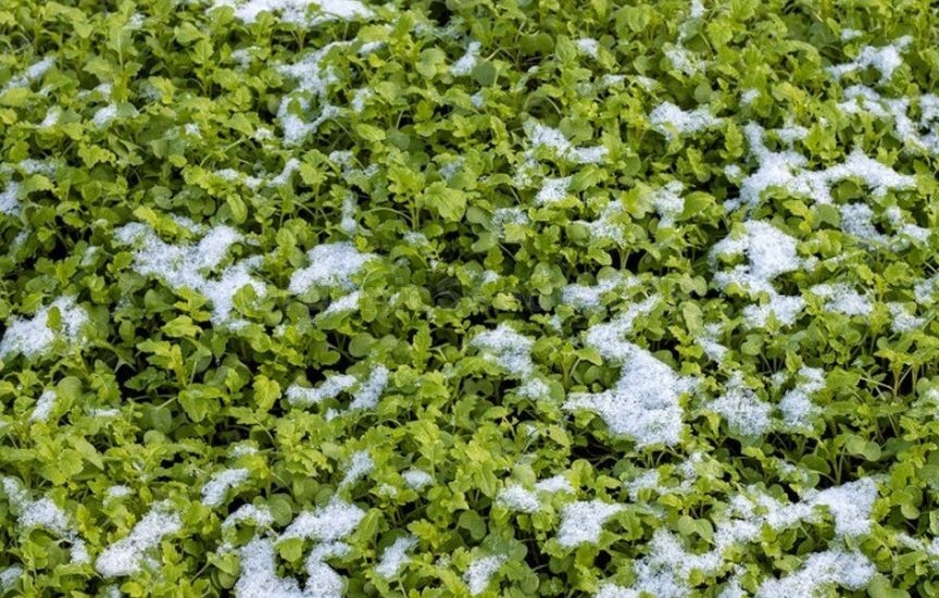 Useful life hacks for the garden in October