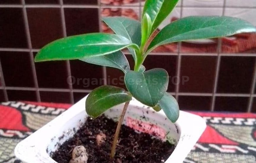 Cherry laurel - methods of reproduction and care