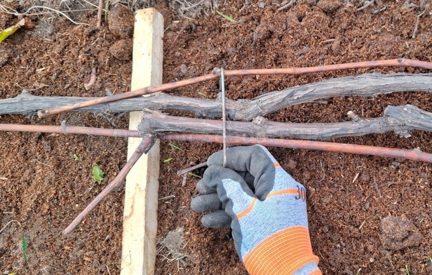 Grape sheltering: tips from an experienced gardener