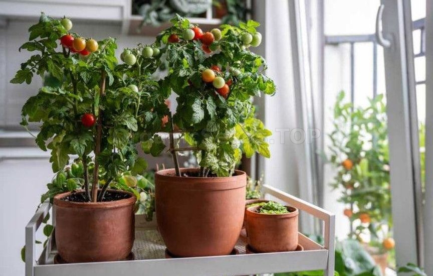 Growing potted tomatoes year-round – a real strategy