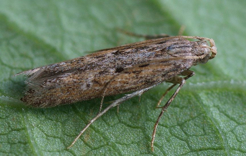 Potato tuber moth - «Phthorimaea operculella»