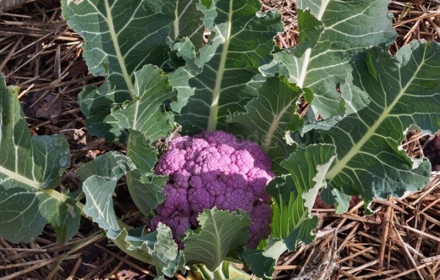 Three secrets to luxurious cauliflower